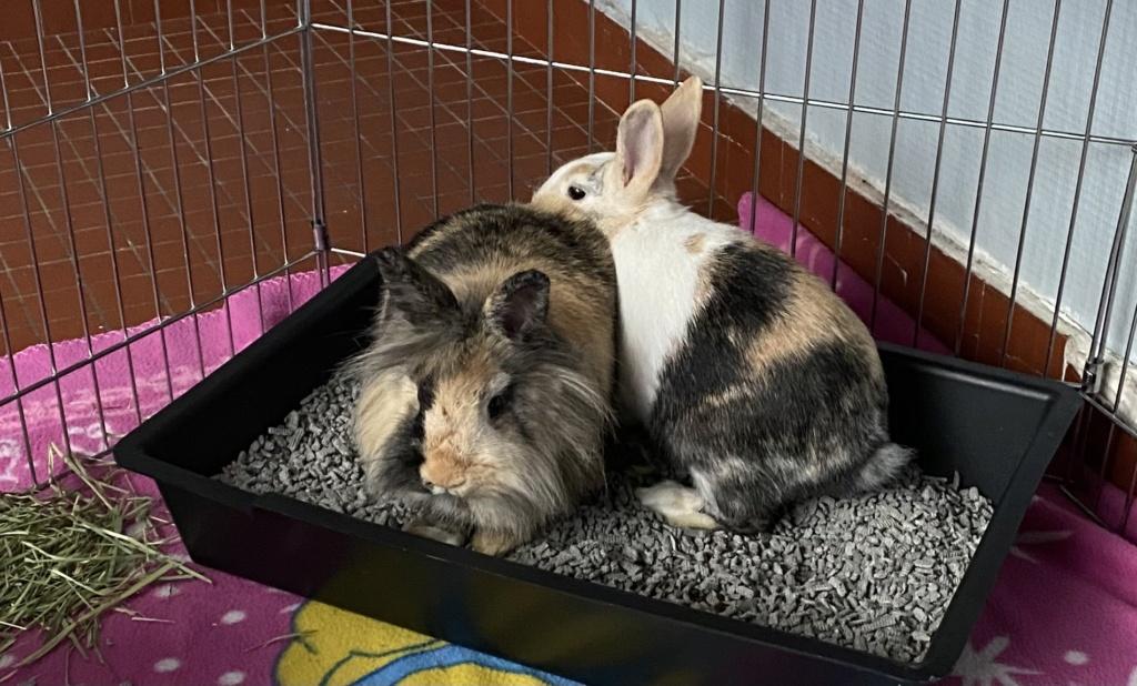 Couple de lapins à adopter ensemble