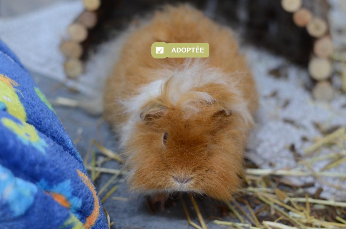 3 cochons d'inde, la mère et ses 2 filles à adopter