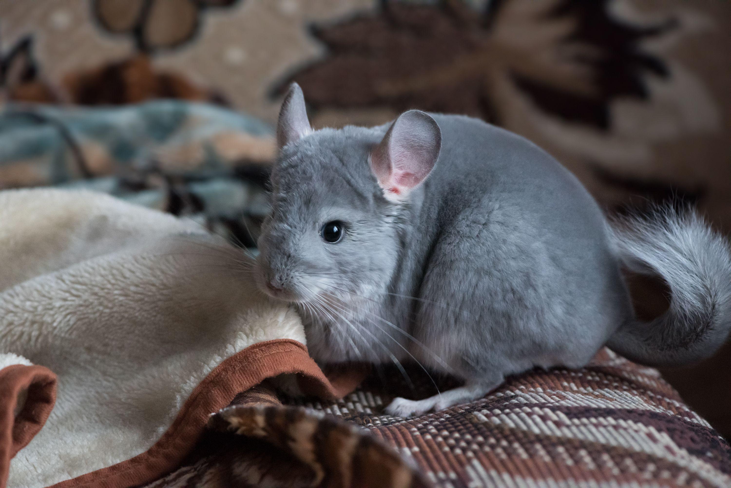 Guide pour qu’une garde de Chinchilla se passe bien