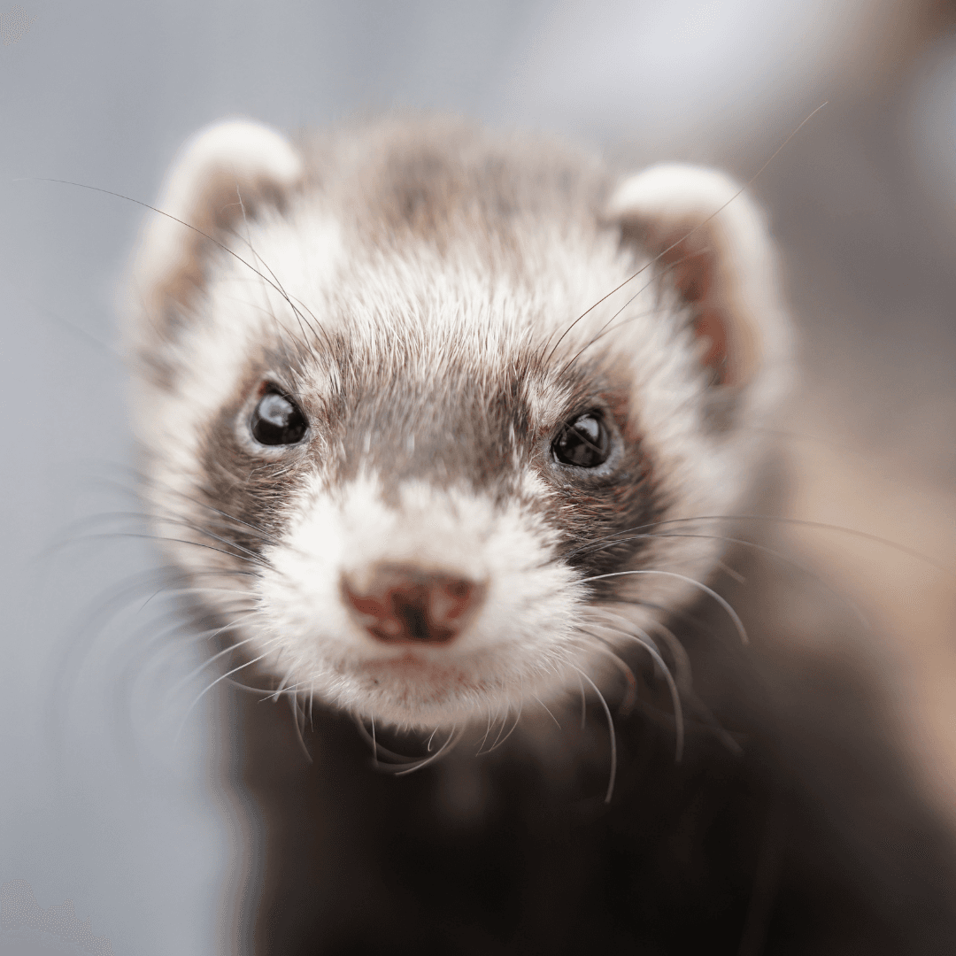 Guide pour qu'une garde de furet se passe bien