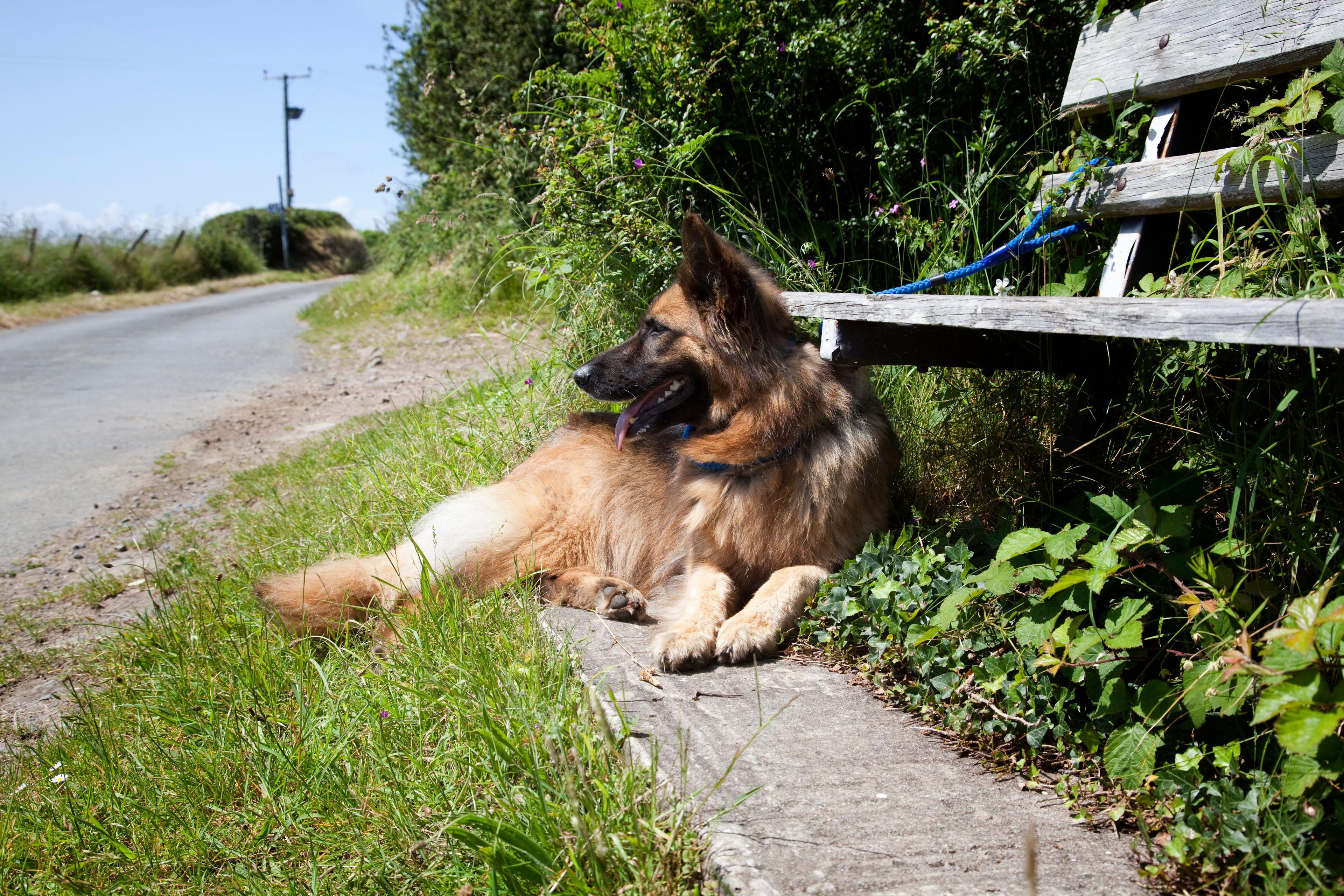 Abandon d’animaux ? Constat et sanctions.