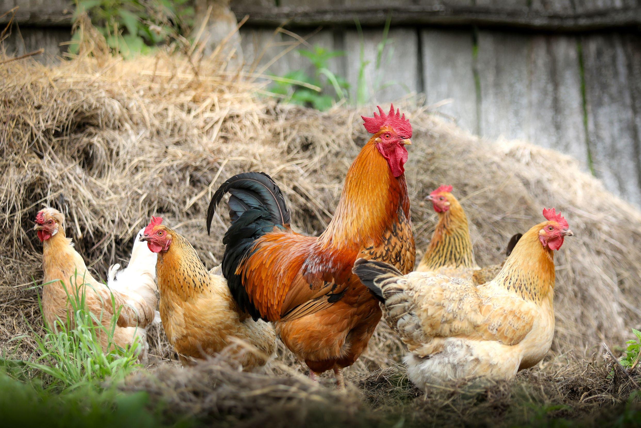 La Poule, NAC moderne ?