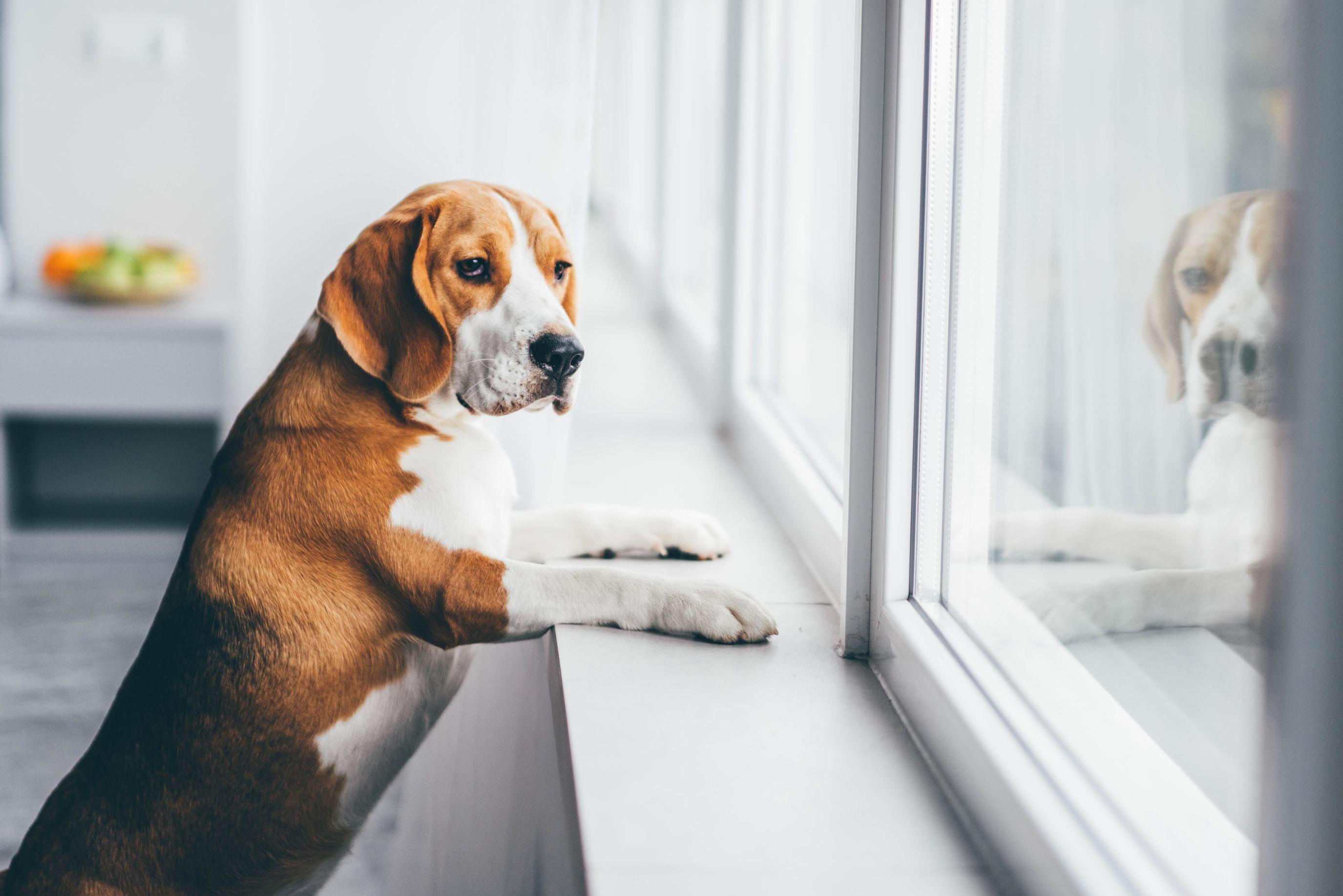 Comment laisser un chien seul