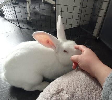 Lapin blanc issu de laboratoire très sociable à adopter