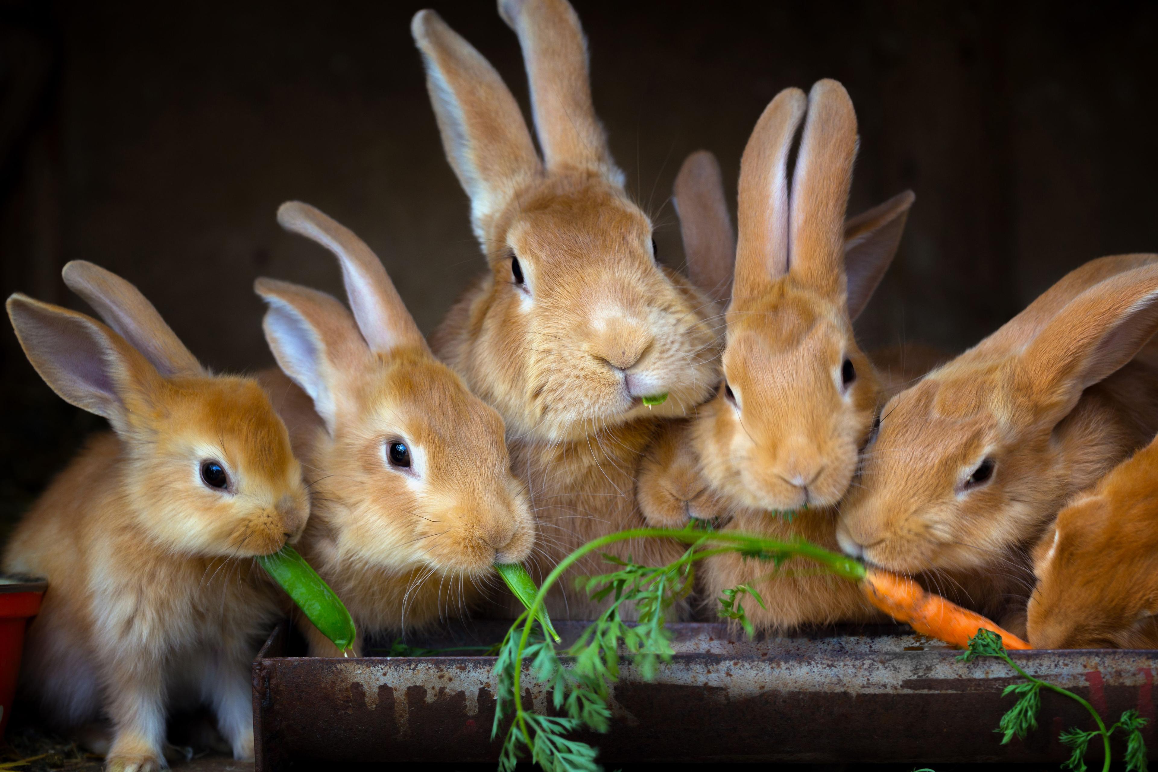 Guide pour qu’une garde de lapin se passe bien