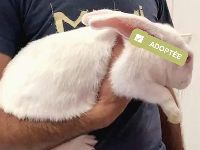Jeune lapine blanche à adopter