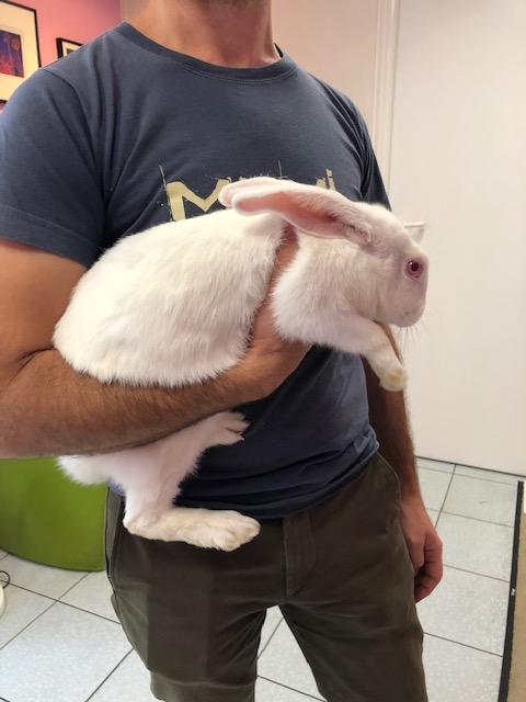Jeune lapine blanche à adopter
